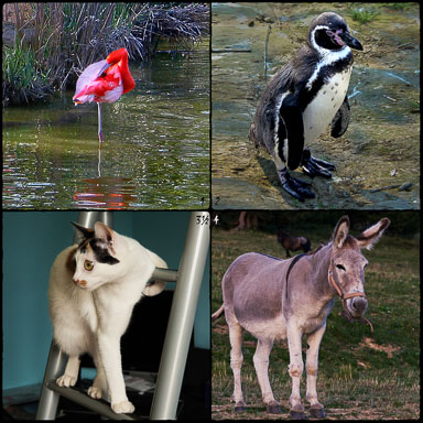 100-Animaux-1234.jpg