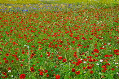 01_Coquelicots-FondBleu_1836.jpg