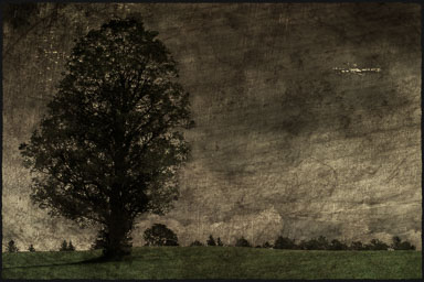 C-Arbre-solitaire.jpg