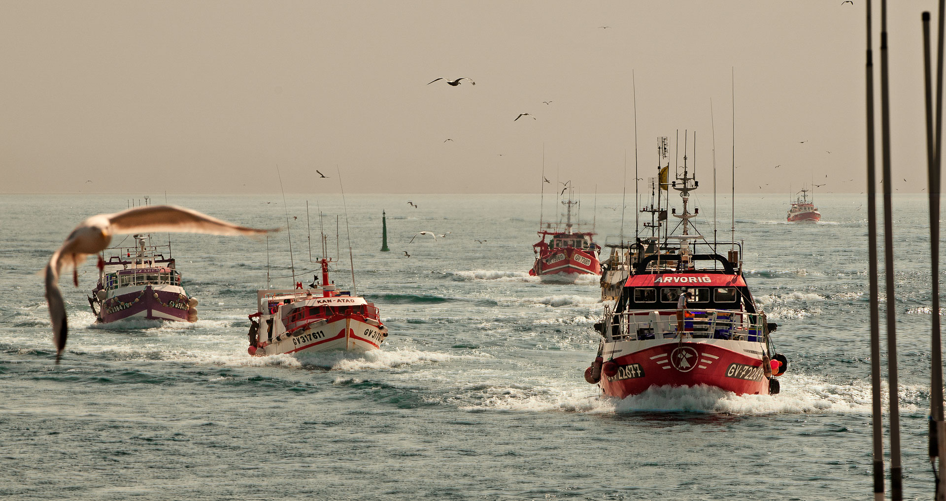 01_Arrivée_au_loin_-_mouette_2_PV05836.jpg