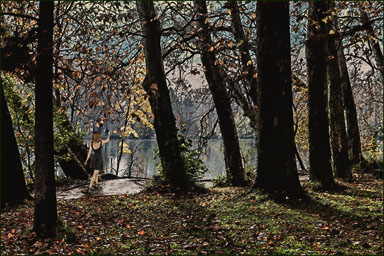 11-Bord-du-lac-et-arbres.jpg